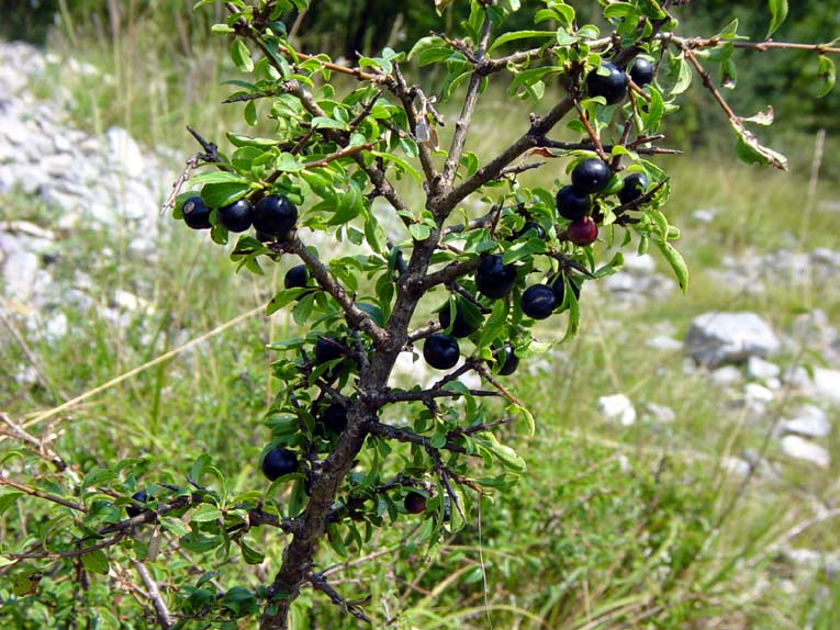  Image name: susino2.jpg 
 width: 765 pixel 
 height: 574 pixel 
 Size: 117909 bytes 
 Click to enlarge 